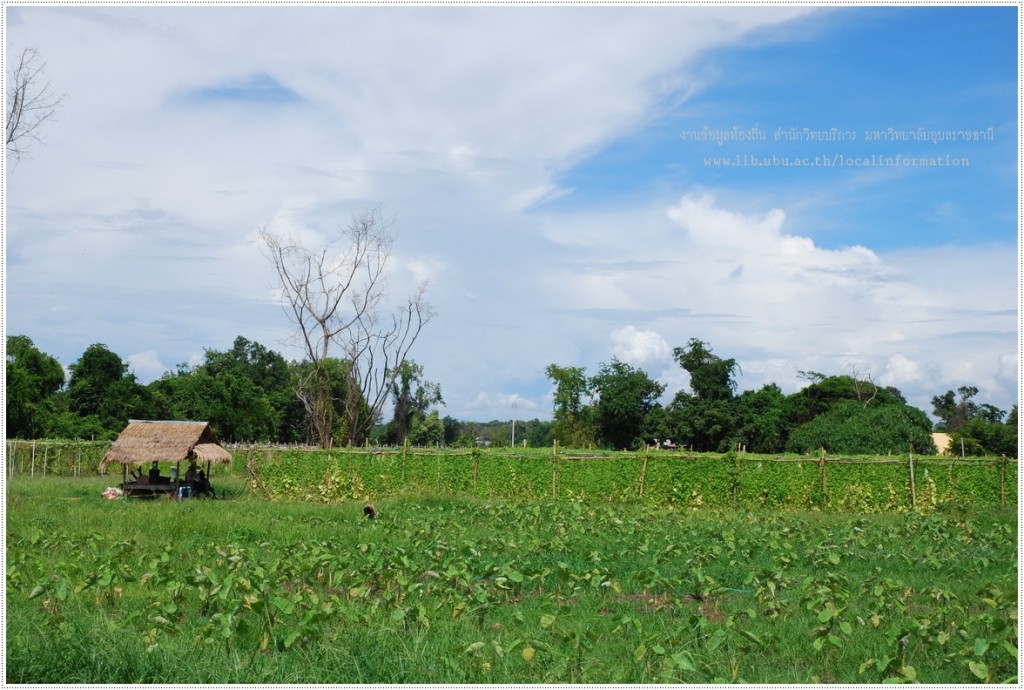 สวนผักปลอดสารพิษในหมู่บ้านราชธานีอโศก