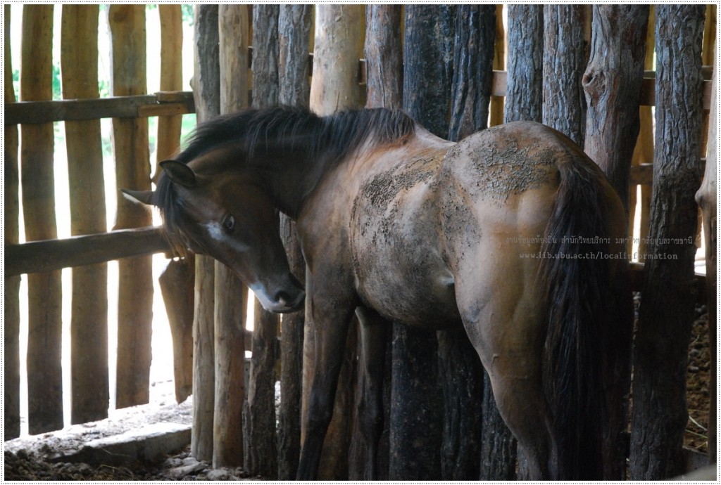 ม้าพื้นบ้าน ของศูนย์เรียนรู้ม้าและม้าพันธุ์พื้นเมือง อุบลโพนี่คลับ