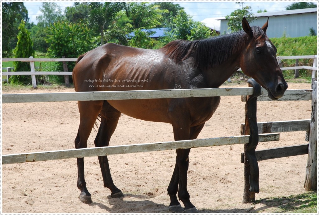 ม้าที่เลี้ยงไว้ในศูนย์เรียนรู้ม้าและม้าพันธุ์พื้นเมือง หรือ อุบล โพนี่ คลับ