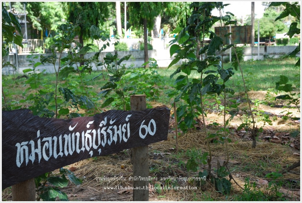 ต้นหม่อนพันธุ์บุรีรัมย์ 60 บ้านปะอาว อุบลราชธานี