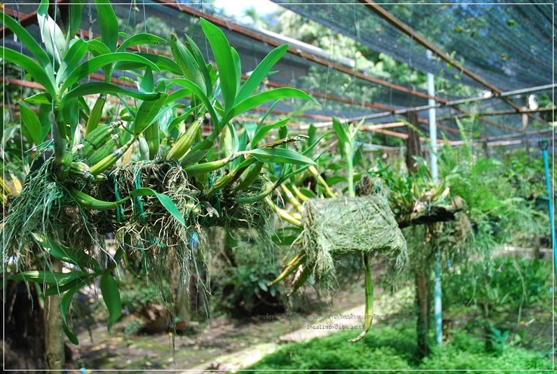 กล้วยไม้ป่า-กล้วยไม้พื้นถิ่นอีสาน-การเพาะขยายพันธุ์กล้วยไม้