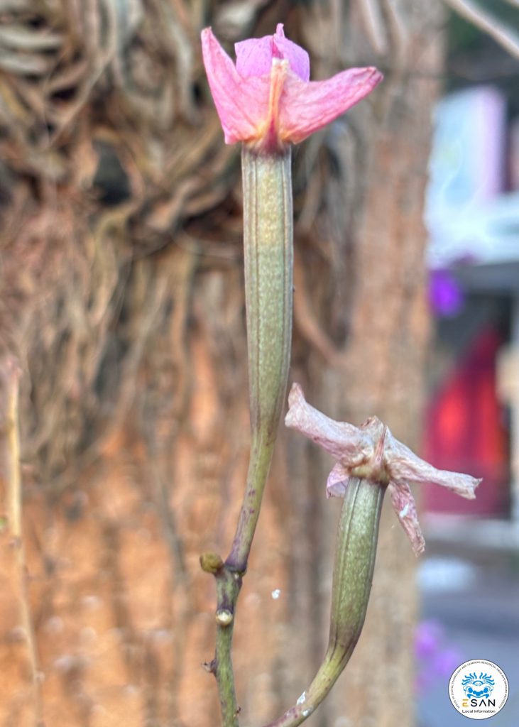 กล้วยไม้แดงอุบล