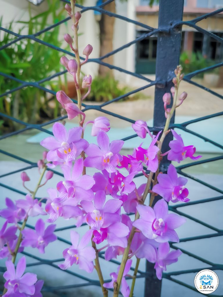 กล้วยไม้แดงอุบล