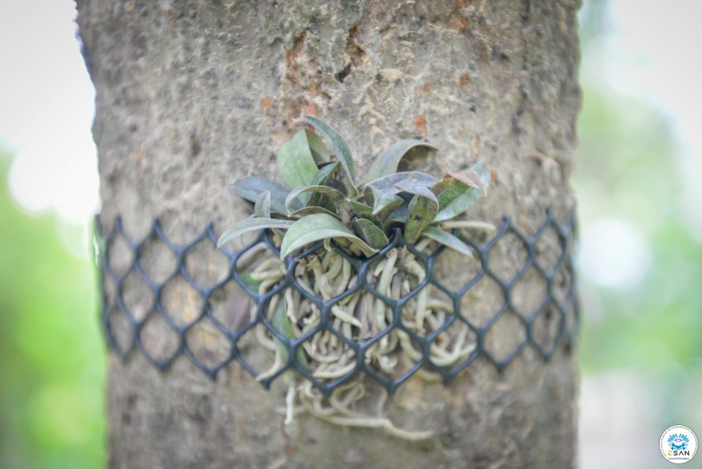 กล้วยไม้แดงอุบล