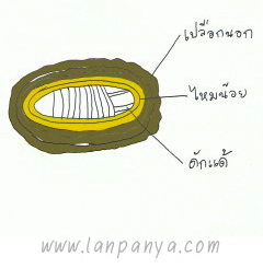 เส้นไหม บ้านสมพรรัคน์