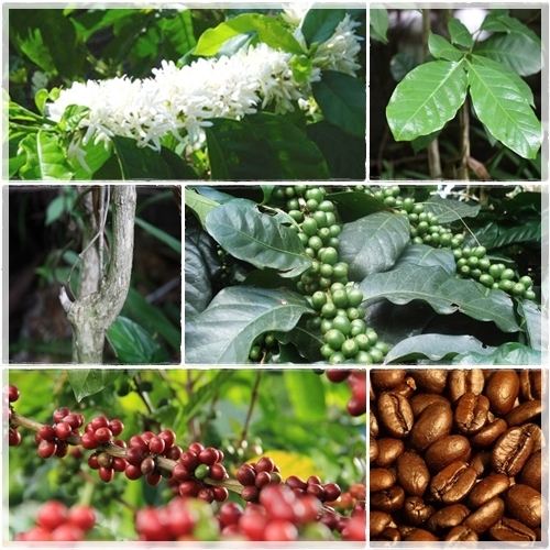 กาแฟ ไม้ย้อมสีธรรมชาติ