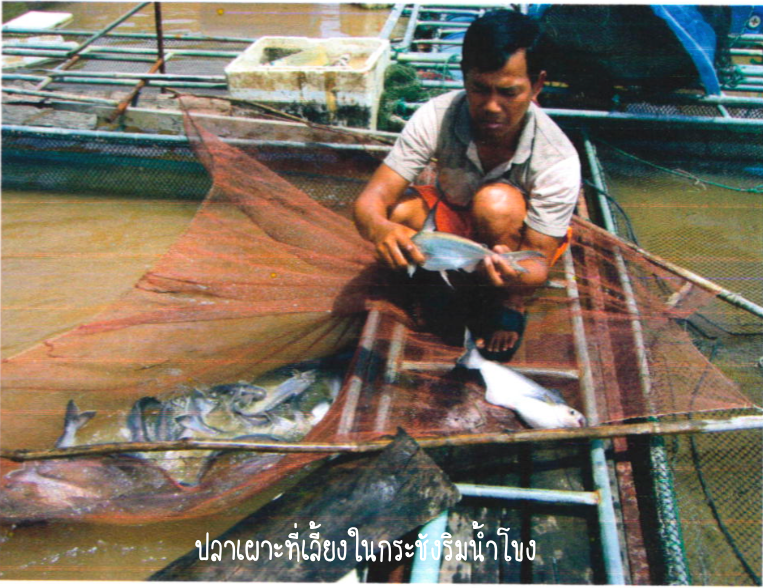 การสำรวจภูมิปัญญาด้านการจัดการอาหารปลาของเกษตรกรผู้เลี้ยงปลาพื้นเมืองใน 3 จังหวัดริมแม่น้ำโขง