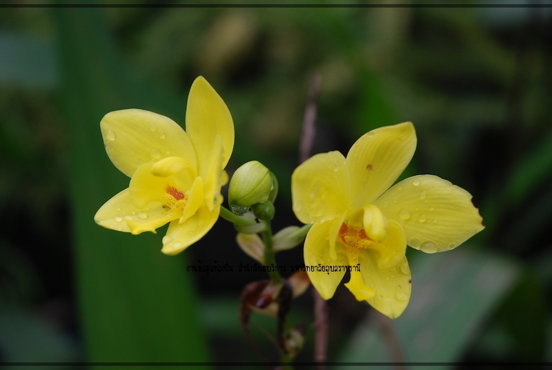 ศิลปวัฒนธรรม-ภูมิปัญญาท้องถิ่น-อุบลราชธานี