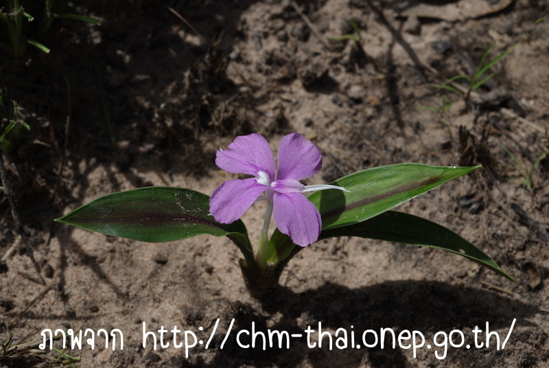 พืชตระกูลข่า
