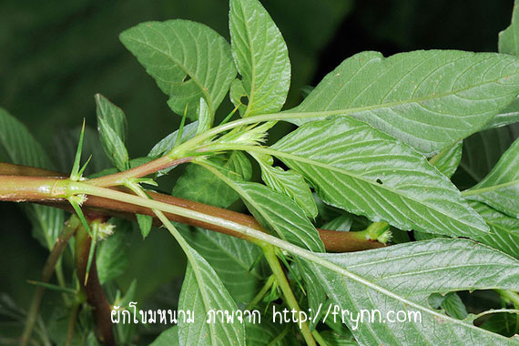 ฐานข้อมูลวัฒนธรรมการทำผ้าไหมของจังหวัดอุบลราชธานี