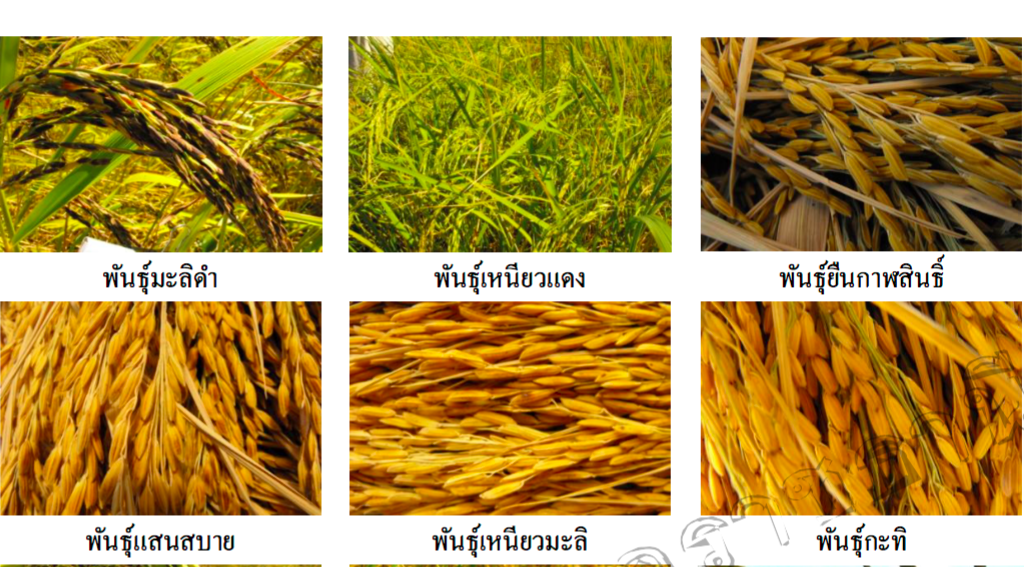 การสำรวจการอนุรักษ์พันธุ์ข้าวพื้นเมืองเพื่อการแปรรูปผลิตภัณฑ์ท้องถิ่น