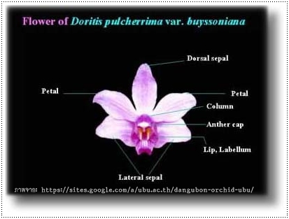 การเก็บรักษาพันธุกรรมและขยายพันธุ์กล้วยไม้สกุลม้าวิ่ง
