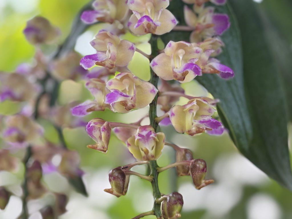 การศึกษาสภาวะการปลูกลูกกล้วยไม้สกุลกุหลาบในสภาพป่าธรรมชาติ