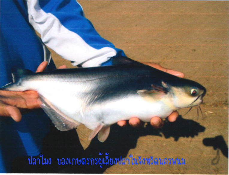 การสำรวจภูมิปัญญาด้านการจัดการอาหารปลาของเกษตรกรผู้เลี้ยงปลาพื้นเมืองใน 3 จังหวัดริมแม่น้ำโขง