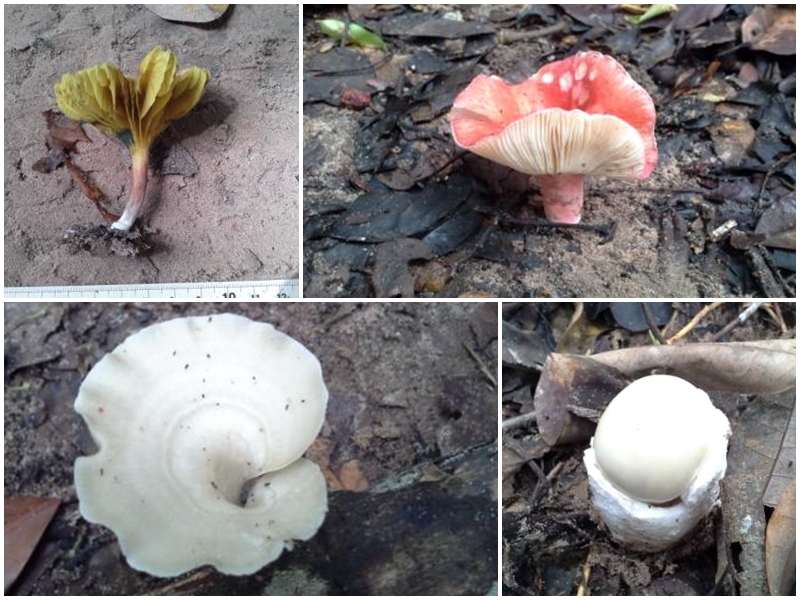 ความหลากหลายของเห็ดในพื้นที่สวนสัตว์อุบลราชธานี