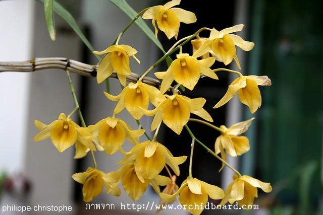 การเพาะเมล็ดเพื่อการขยายพันธุ์และการเก็บรักษาพันธุ์กล้วยไม้ป่า (ระยะที่ 4 : กล้วยไม้สกุลหวาย)