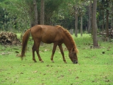 horse_1.jpg