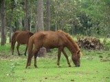horse_2.jpg
