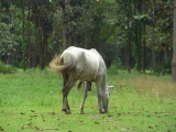 horse_3.jpg