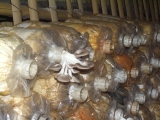 yangnoi(20).jpg