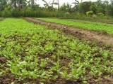yangnoi(21).jpg