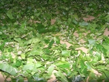 yangnoi(25).jpg