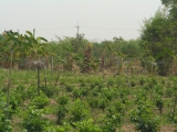 yangnoi(27).jpg