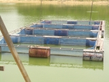 yangnoi(29).jpg