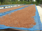 yangnoi(33).jpg