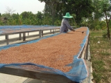 yangnoi(34).jpg