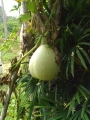yangnoi(40).jpg