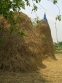 yangnoi(47).jpg