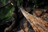 wood.jpg