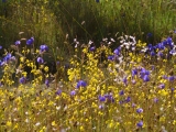 flower.jpg