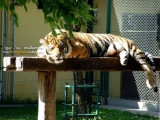ubonzoo(10).jpg