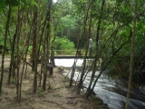phujong_06.jpg