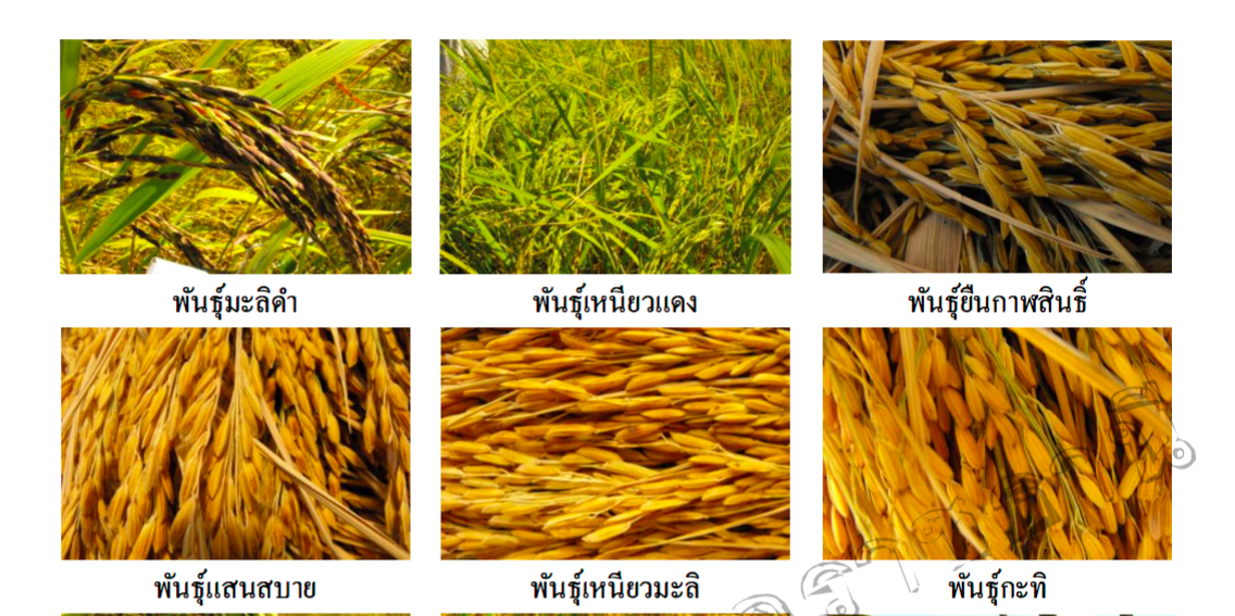 การสำรวจการอนุรักษ์พันธุ์ข้าวพื้นเมืองเพื่อการแปรรูปผลิตภัณฑ์ท้องถิ่น